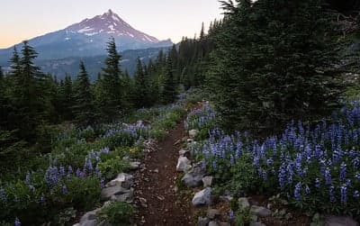 The trail surrounded by lupines with a view of Mt Jefferson. Photo by Marley Butler
